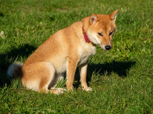 Shiba Inu Spiller Hundelegepladsen Parken Sød Hund Shiba Inu Race - Stock-foto