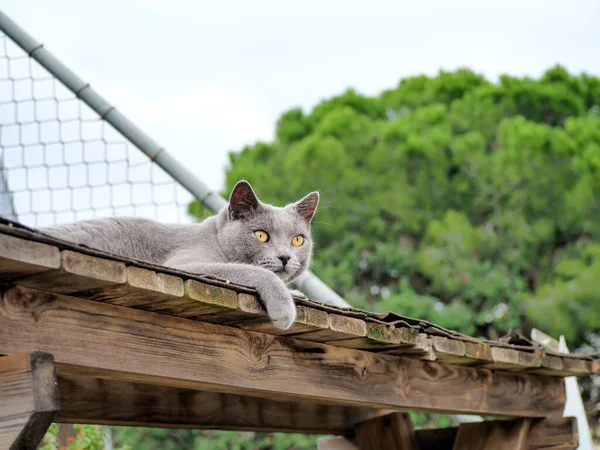 Gato Cinzento Relaxante Fora Gato Azul Acolhedor Passeios Natureza Cuidados — Fotografia de Stock