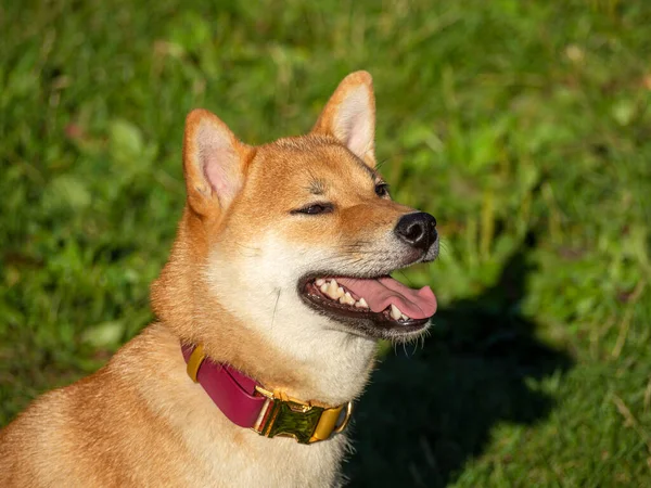 芝犬が公園内の犬の遊び場で遊んでいます 夏には自然の中を歩く柴犬の可愛い犬 外を歩くと — ストック写真