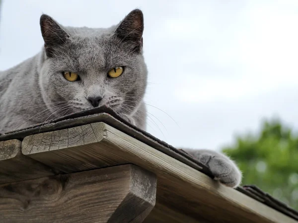 Gray cat relaxing outside. blue cat at cozy, walks in nature. Pet care, friend of human. blue cat lying, summer time. Sky on background. Copy space