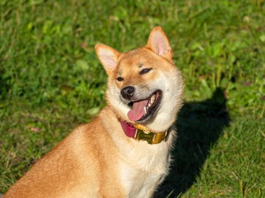 Shiba Inu parktaki köpek parkında oynuyor. Shiba inu cinsinin şirin köpeği yazın doğada yürüyor. Dışarıda yürümek.. 