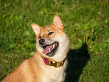 Shiba Inu parktaki köpek parkında oynuyor. Shiba inu cinsinin şirin köpeği yazın doğada yürüyor. Dışarıda yürümek.. 