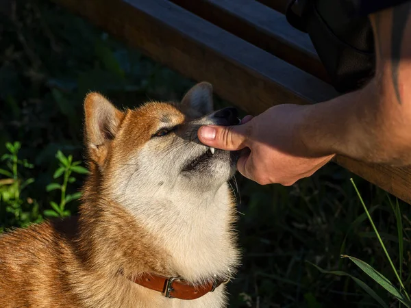 Shiba Inu Hraje Psí Hřiště Parku Roztomilý Pes Plemene Shiba — Stock fotografie