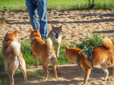 Shiba Inu parktaki köpek parkında oynuyor. Shiba inu cinsinin şirin köpeği yazın doğada yürüyor. Dışarıda yürümek.. 