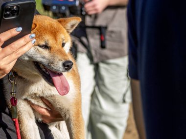 Parktaki köpek parkında Shiba Inu köpeği ile oynayan bir kadın. Dışarıda yürüyorum.. 