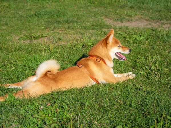 石坝因努在公园的狗窝里玩耍 夏夏的时候 湿婆的可爱的狗在大自然中散步 走在外面 — 图库照片