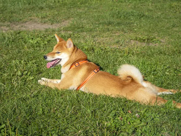 Shiba Inu Plays Dog Playground Park Cute Dog Shiba Inu — Stock Photo, Image