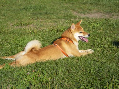 Shiba Inu parktaki köpek parkında oynuyor. Shiba inu cinsinin şirin köpeği yazın doğada yürüyor. Dışarıda yürümek.. 