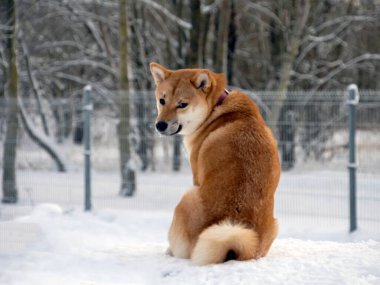 Japon kırmızı ceketli köpeği kış parkında. Shiba inu erkek köpek kar üzerinde kış ormanında duruyor.. 