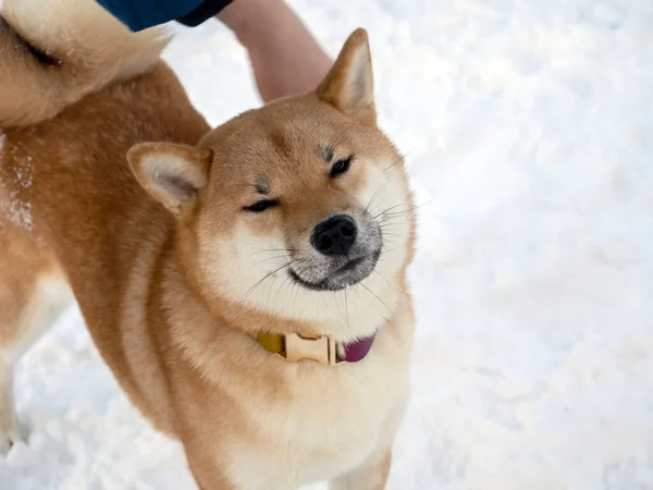 Manusia Bermain Dengan Anjing Mantel Merah Jepang Taman Musim Dingin — Stok Foto