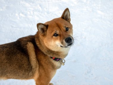 Japon kırmızı ceketli köpeği kış parkında. Shiba inu erkek köpek kar üzerinde kış ormanında duruyor.. 