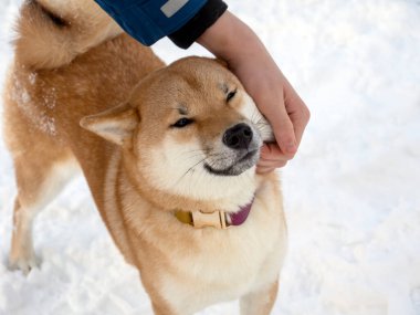 Adam Japon kırmızı ceketli köpekle kış parkında oynuyor. Shiba inu erkek köpek kar üzerinde kış ormanında duruyor.. 