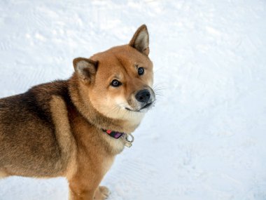 Japon kırmızı ceketli köpeği kış parkında. Shiba inu erkek köpek kar üzerinde kış ormanında duruyor.. 