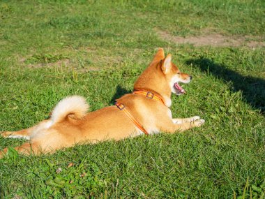 Shiba Inu parktaki köpek parkında oynuyor. Shiba inu cinsinin şirin köpeği yazın doğada yürüyor. Dışarıda yürümek.. 