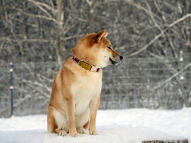 Japon kırmızı ceketli köpeği kış parkında. Shiba inu erkek köpek kar üzerinde kış ormanında duruyor.. 
