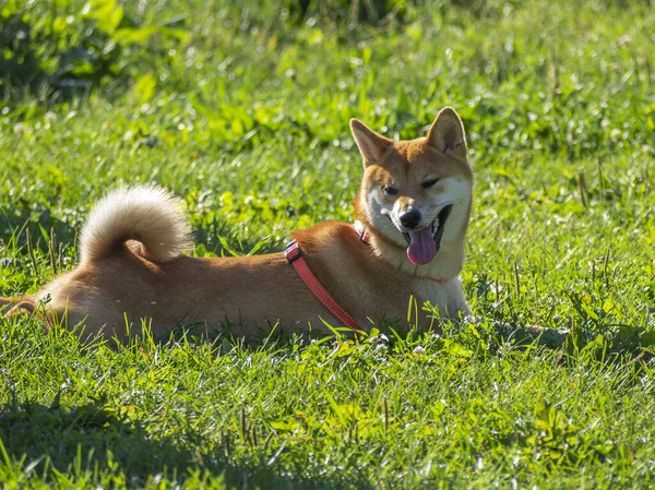 Shiba Inu plays on the dog playground in the park. Cute dog of shiba inu breed walking at nature in summer. walking outside.