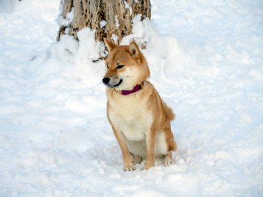 Japanese red coat dog is in winter forest. Portrait of beautiful Shiba inu male standing in the forest on the snow and trees background. High quality photo. Walk in winter
