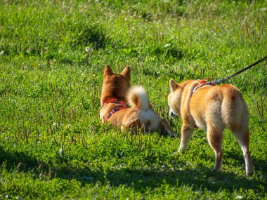 Shiba Inu parktaki köpek parkında oynuyor. Shiba inu cinsinin şirin köpekleri yazın doğada yürürler. Dışarıda yürümek..