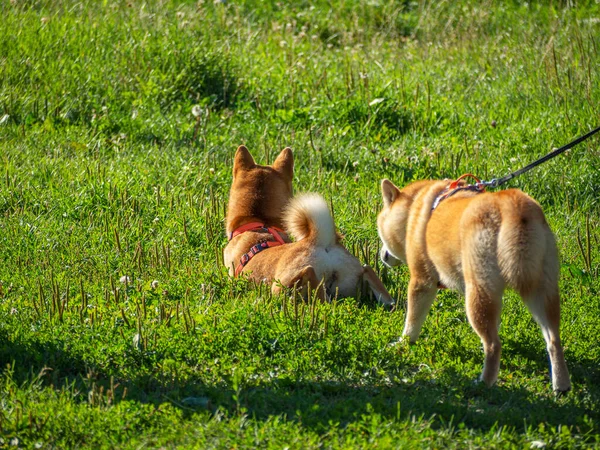 Shiba Inu Παίζει Στην Παιδική Χαρά Του Σκύλου Στο Πάρκο — Φωτογραφία Αρχείου