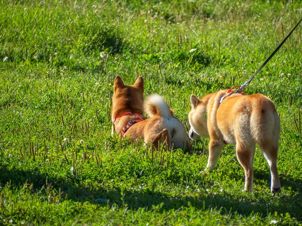 Shiba Inu parktaki köpek parkında oynuyor. Shiba inu cinsinin şirin köpekleri yazın doğada yürürler. Dışarıda yürümek..