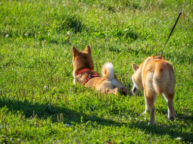 Shiba Inu parktaki köpek parkında oynuyor. Shiba inu cinsinin şirin köpekleri yazın doğada yürürler. Dışarıda yürümek..