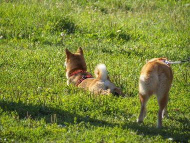 Shiba Inu parktaki köpek parkında oynuyor. Shiba inu cinsinin şirin köpekleri yazın doğada yürürler. Dışarıda yürümek..