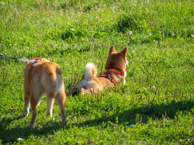 Shiba Inu parktaki köpek parkında oynuyor. Shiba inu cinsinin şirin köpekleri yazın doğada yürürler. Dışarıda yürümek..