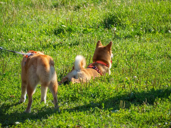 Shiba Inu Joga Parque Infantil Cão Parque Cães Bonitos Raça — Fotografia de Stock