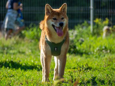 Shiba Inu parktaki köpek parkında oynuyor. Shiba inu cinsinin şirin köpeği yazın doğada yürüyor. Dışarıda yürümek.. 