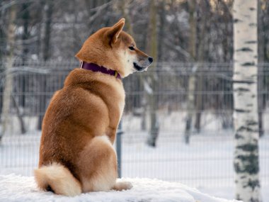 Japon kırmızı ceketli köpeği kış parkında. Shiba inu erkek köpek kar üzerinde kış ormanında duruyor.. 