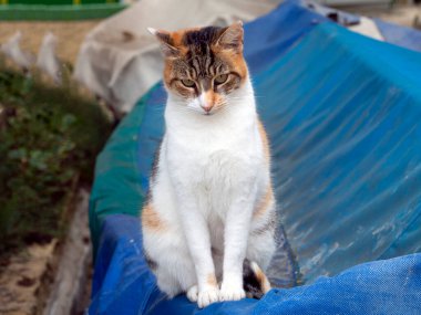 Malta Adası 'ndaki sevimli kedi.