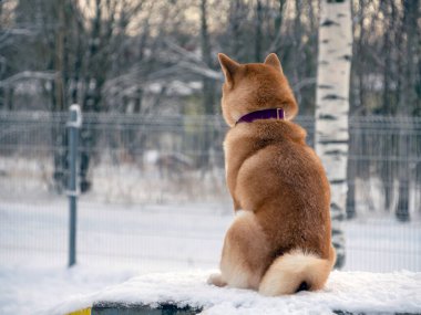 Japon kırmızı ceketli köpeği kış parkında. Shiba inu erkek köpek kar üzerinde kış ormanında duruyor.. 