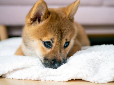 Şirin Shiba Inu 'nun portresi. Küçük köpek yavrusu. Yaklaş. Dogecoin. Kızıl saçlı Japon köpek gülümseme portresi. Aydınlatıcı renk, kripto para, elektronik para. Yüksek kalite fotoğraf