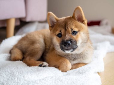 Şirin Shiba Inu 'nun portresi. Küçük köpek yavrusu. Yaklaş. Dogecoin. Kızıl saçlı Japon köpek gülümseme portresi. Aydınlatıcı renk, kripto para, elektronik para. Yüksek kalite fotoğraf