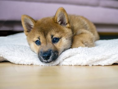 Şirin Shiba Inu 'nun portresi. Küçük köpek yavrusu. Yaklaş. Dogecoin. Kızıl saçlı Japon köpek gülümseme portresi. Aydınlatıcı renk, kripto para, elektronik para. Yüksek kalite fotoğraf