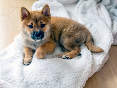 Şirin Shiba Inu 'nun portresi. Küçük köpek yavrusu. Yaklaş. Dogecoin. Kızıl saçlı Japon köpek gülümseme portresi. Aydınlatıcı renk, kripto para, elektronik para. Yüksek kalite fotoğraf