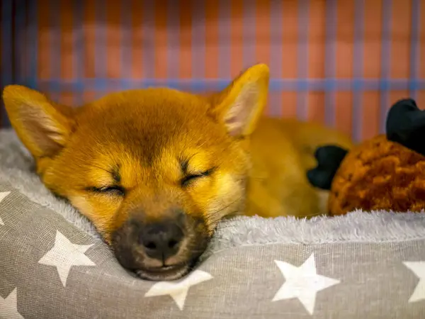 Şirin Shiba Inu 'nun portresi. Küçük köpek yavrusu. Yaklaş. Dogecoin. Kızıl saçlı Japon köpek gülümseme portresi. Aydınlatıcı renk, kripto para, elektronik para. Yüksek kalite fotoğraf