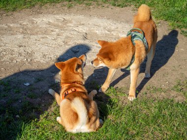 Shiba Inu parktaki köpek parkında oynuyor. Shiba inu cinsinin şirin köpekleri yazın doğada yürürler. Dışarıda yürümek..
