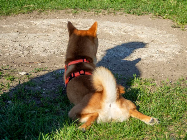 石坝因努在公园的狗窝里玩耍 夏夏的时候 湿婆的可爱的狗在大自然中散步 走在外面 — 图库照片
