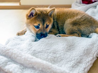 Şirin Shiba Inu 'nun portresi. Küçük köpek yavrusu. Yaklaş. Dogecoin. Kızıl saçlı Japon köpek gülümseme portresi. Aydınlatıcı renk, kripto para, elektronik para. Yüksek kalite fotoğraf