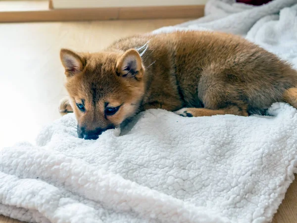 Porträtt Söt Shiba Inu Liten Hund Valp Närbild Hundkoja Rödhåriga — Stockfoto