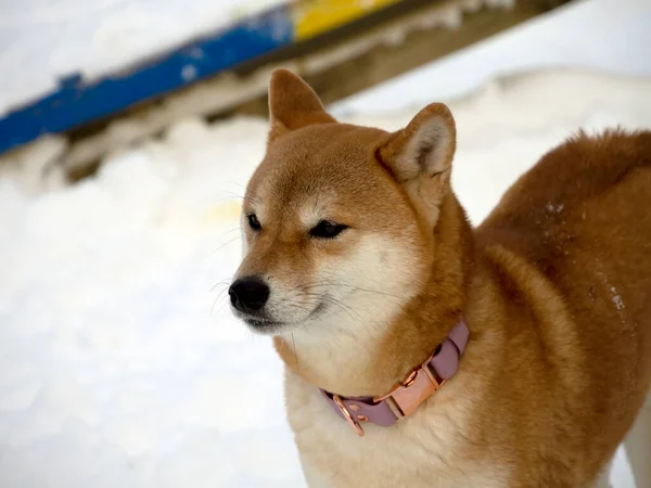 Japanese Red Coat Dog Winter Forest Portrait Beautiful Shiba Inu — Stockfoto
