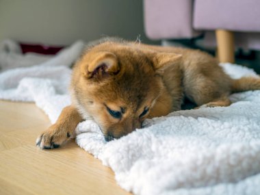 Şirin Shiba Inu 'nun portresi. Küçük köpek yavrusu. Yaklaş. Dogecoin. Kızıl saçlı Japon köpek gülümseme portresi. Aydınlatıcı renk, kripto para, elektronik para. Yüksek kalite fotoğraf