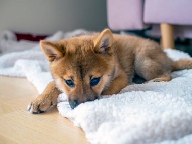 Şirin Shiba Inu 'nun portresi. Küçük köpek yavrusu. Yaklaş. Dogecoin. Kızıl saçlı Japon köpek gülümseme portresi. Aydınlatıcı renk, kripto para, elektronik para. Kartpostal için yüksek kaliteli fotoğraf