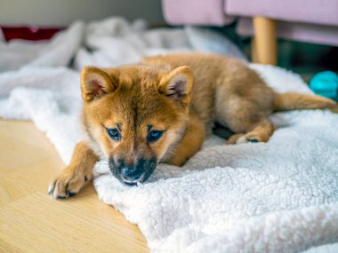 Şirin Shiba Inu 'nun portresi. Küçük köpek yavrusu. Yaklaş. Dogecoin. Kızıl saçlı Japon köpek gülümseme portresi. Aydınlatıcı renk, kripto para, elektronik para. Kartpostal için yüksek kaliteli fotoğraf