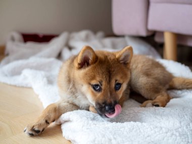 Şirin Shiba Inu 'nun portresi. Küçük köpek yavrusu. Yaklaş. Dogecoin. Kızıl saçlı Japon köpek gülümseme portresi. Aydınlatıcı renk, kripto para, elektronik para. Yüksek kalite fotoğraf