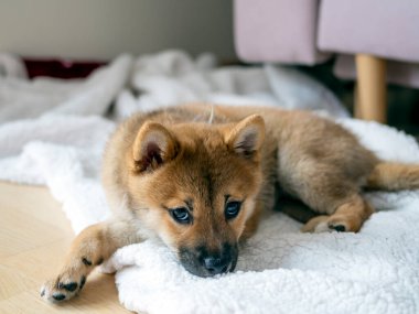 Şirin Shiba Inu 'nun portresi. Küçük köpek yavrusu. Yaklaş. Dogecoin. Kızıl saçlı Japon köpek gülümseme portresi. Aydınlatıcı renk, kripto para, elektronik para. Kartpostal için yüksek kaliteli fotoğraf