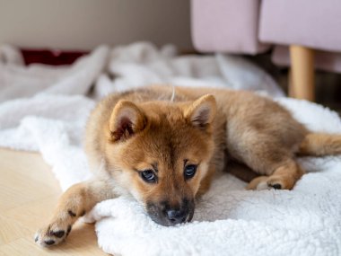 Şirin Shiba Inu 'nun portresi. Küçük köpek yavrusu. Yaklaş. Dogecoin. Kızıl saçlı Japon köpek gülümseme portresi. Aydınlatıcı renk, kripto para, elektronik para. Yüksek kalite fotoğraf
