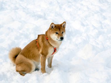 Japanese red coat dog is in winter forest. Portrait of beautiful Shiba inu male standing in the forest on the snow and trees background. High quality photo. Walk in winter