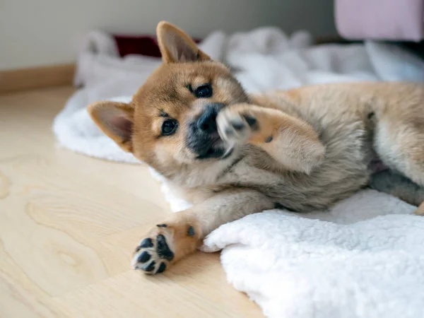 Retrato Lindo Perro Pequeño Shiba Inu Cachorro Primer Plano Dogecoin — Foto de Stock
